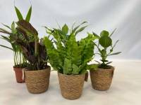 Lot de 5 Plantes Dépolluantes avec Paniers à 24.95 €