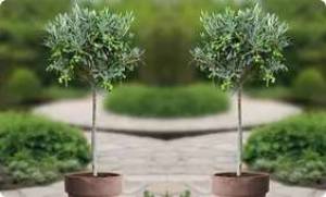 Lot de 2 Oliviers d'hiver - 90-100cm à la livraison, Avec pot inclus à 48.98 €