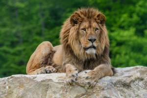 Entrée Gratuite au Zoo d'Attilly pour les enfants déguisés de moins de 12 Ans + Distribution Gratuite de Bonbons - Ferolles-Attilly (77) à 0 €