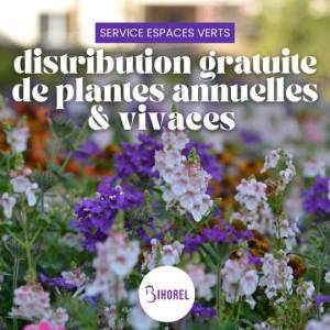 Distribution gratuite de plantes annuelles (Bihorel) et vivaces à 0 €
