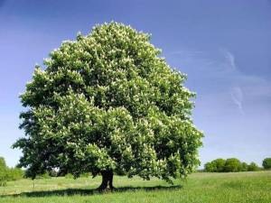 Distribution Gratuite d'Arbres aux habitants - Saint- Brevin-les-Pins (44) à 0 €