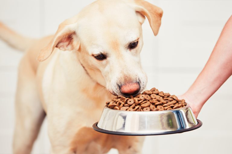 1 Mois de croquettes pour chien gratuite