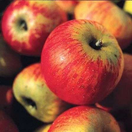 Pommes Reine Des Reinettes, origine France, 1 kg - Moulins (03) à 0.39 €