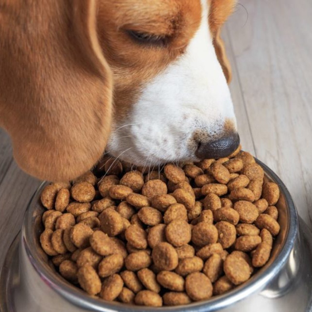 1 Mois de croquettes pour chien gratuite