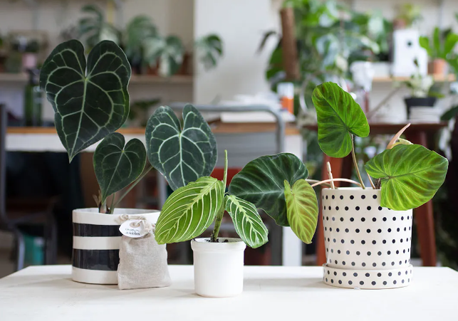 Bon plan plantes d'interieur 