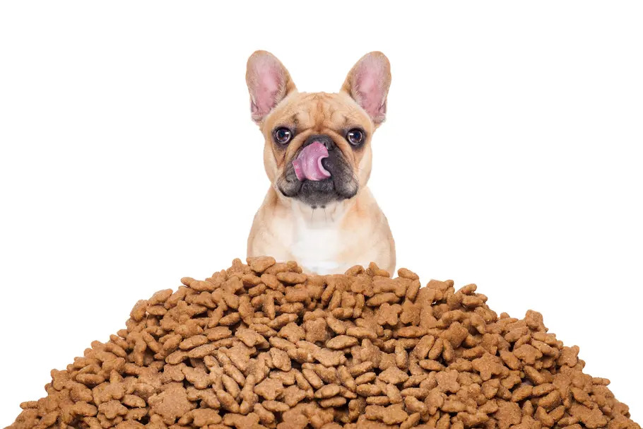 1 mois de Croquettes gratuite + 15€ de bénéfice