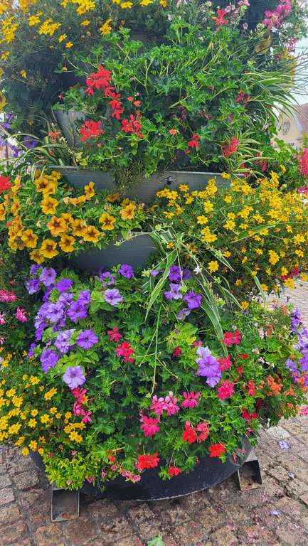 Distribution gratuite de fleurs - Vimoutiers (61) à 0 €